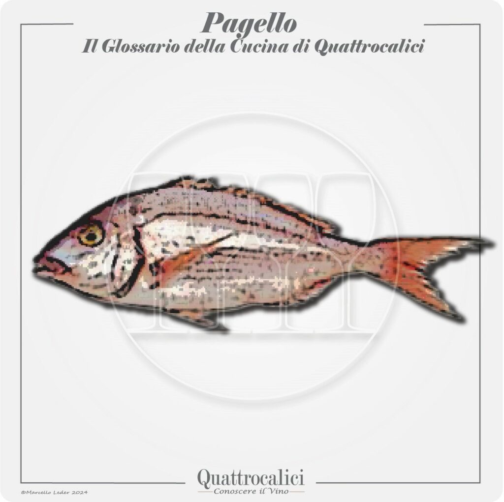 pagello in cucina e con i vini