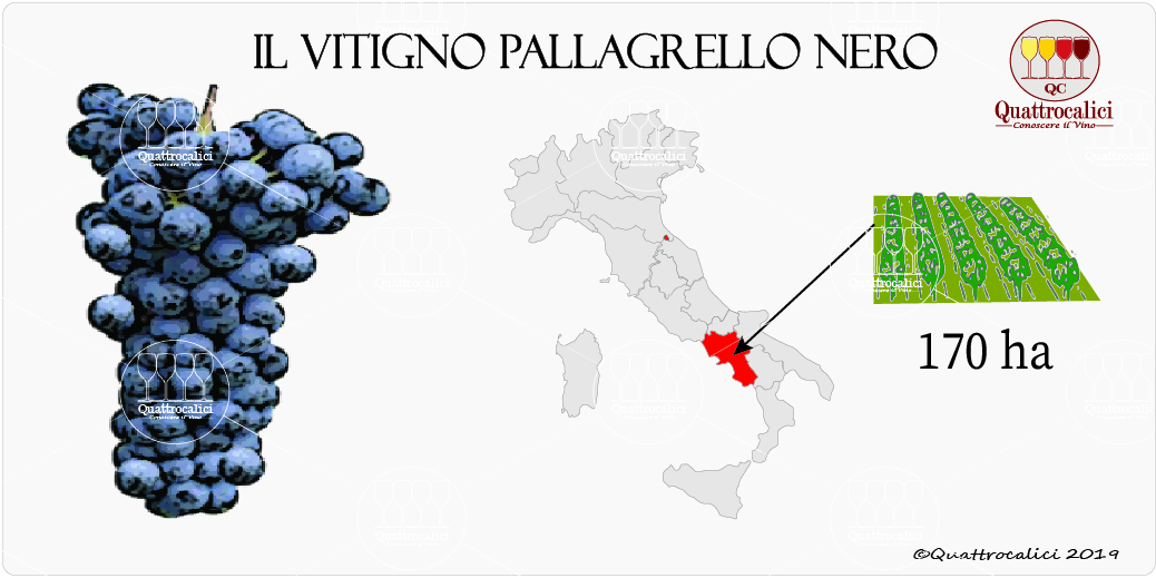 vitigno pallagrello nero