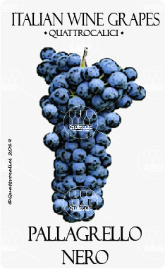 pallagrello nero vitigno