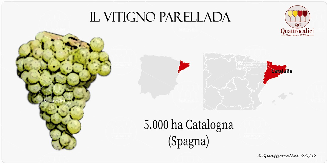 vitigno parellada
