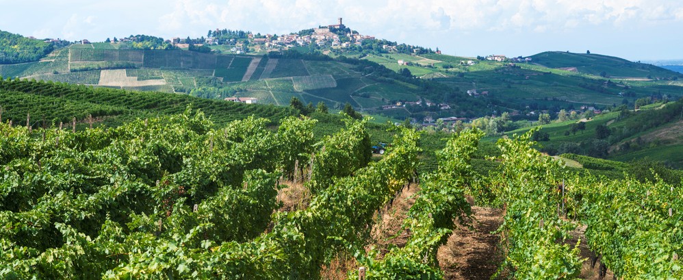 provincia pavia vini