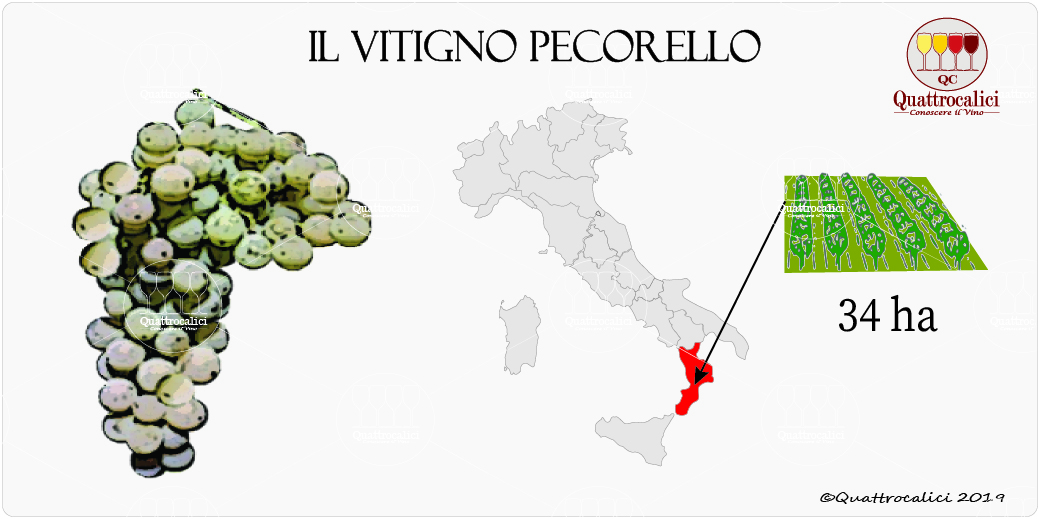 vitigno pecorello