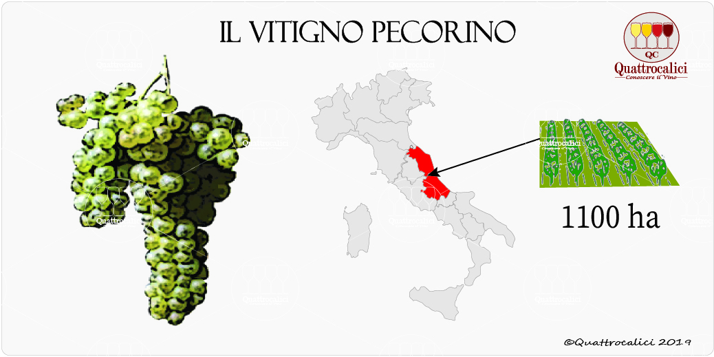 vitigno pecorino