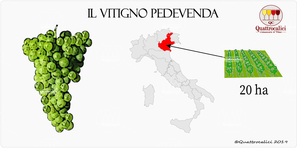 vitigno pedevenda