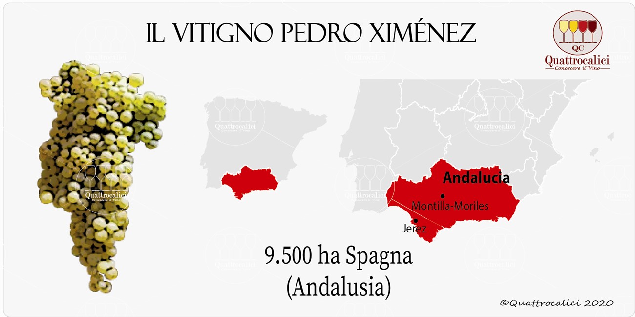 vitigno pedro ximenez
