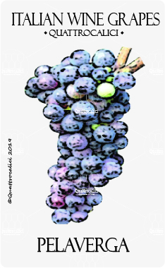 pelaverga vitigno