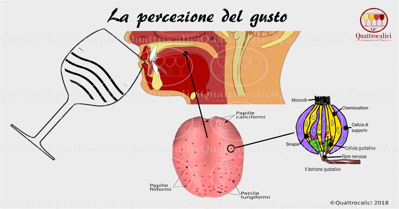 la percezione del gusto nel vino