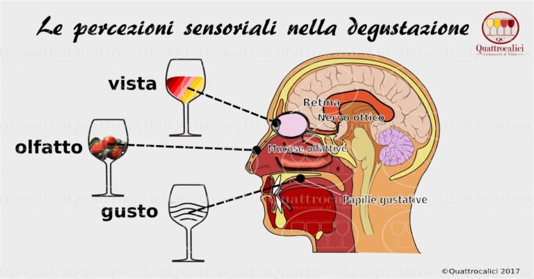 le percezioni sensoriali nella degustazione del vino
