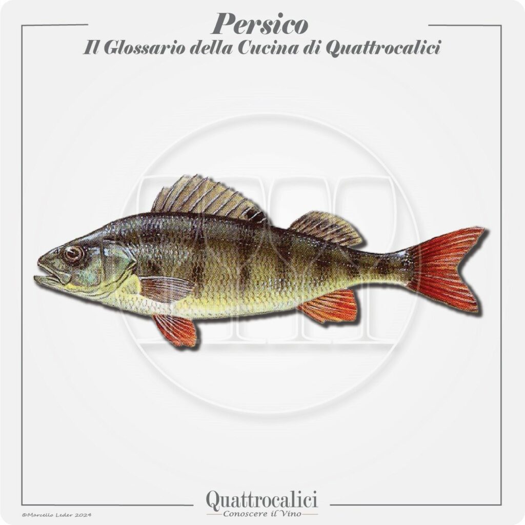 il persico in cucina e con il vino