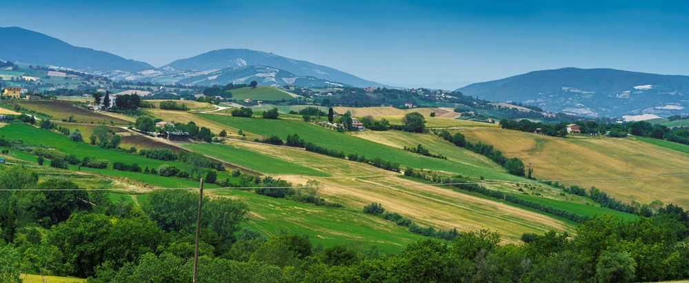 provincia pesaro e urbino vino