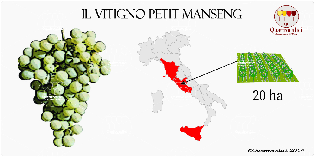 vitigno petit manseng
