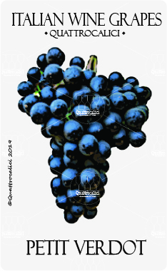 petit verdot vitigno