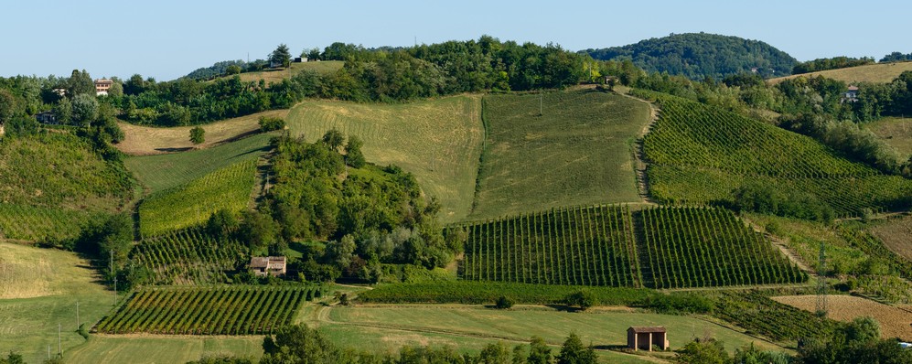 provincia piacenza vino