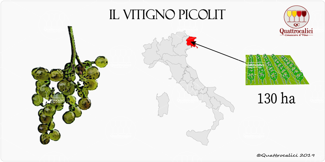 vitigno picolit