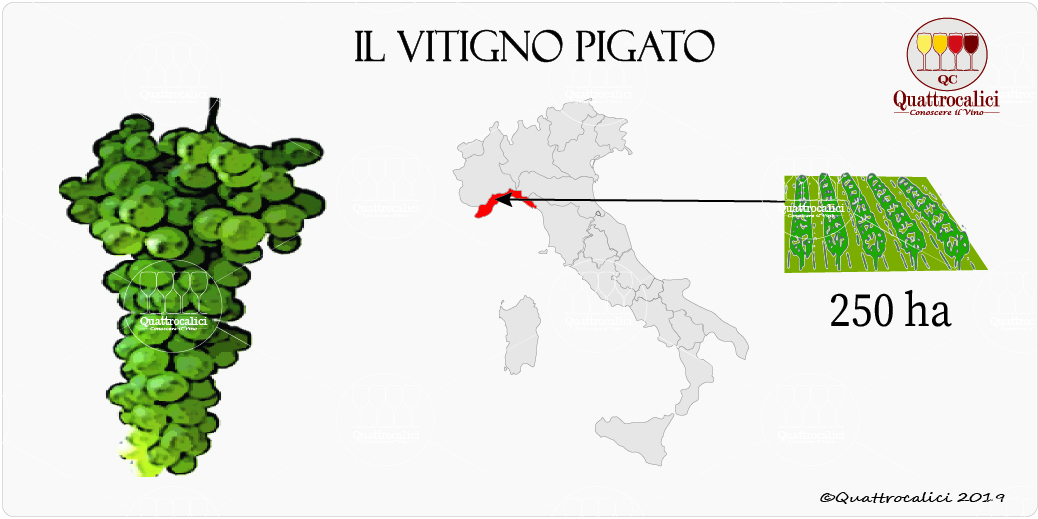 vitigno pigato
