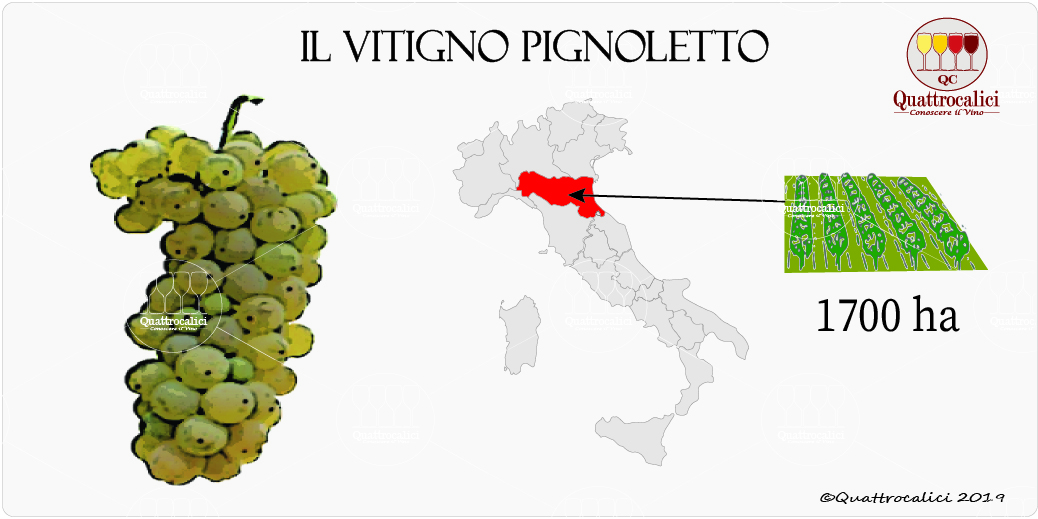 vitigno pignoletto