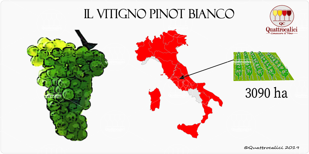 vitigno pinot bianco