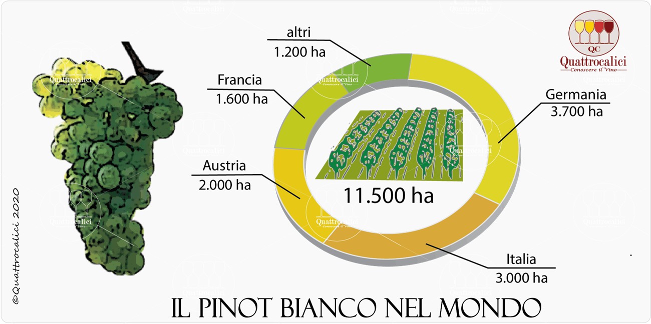pinot bianco nel mondo