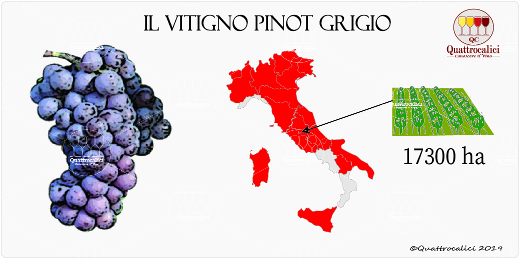 vitigno pinot grigio