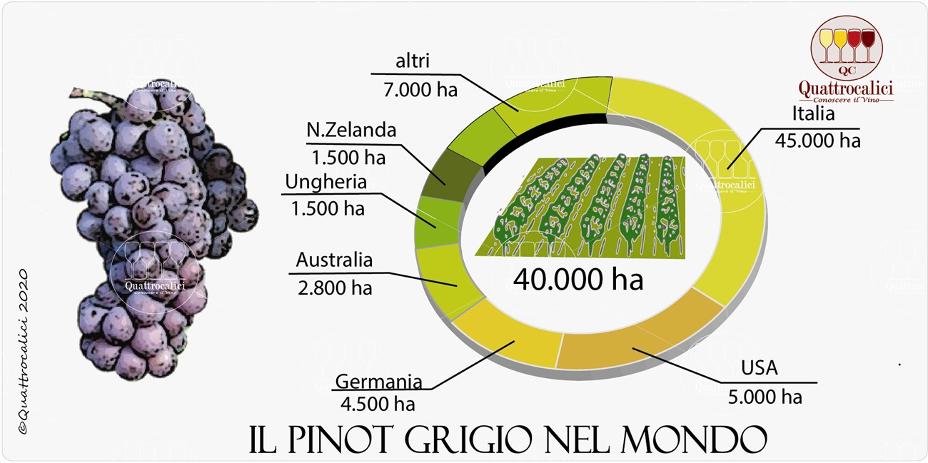 pinot grigio nel mondo