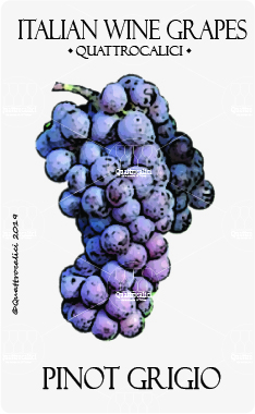 pinot grigio vitigno
