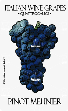 Pinot Meunier - Quattrocalici - L'Atlante dei Vitigni