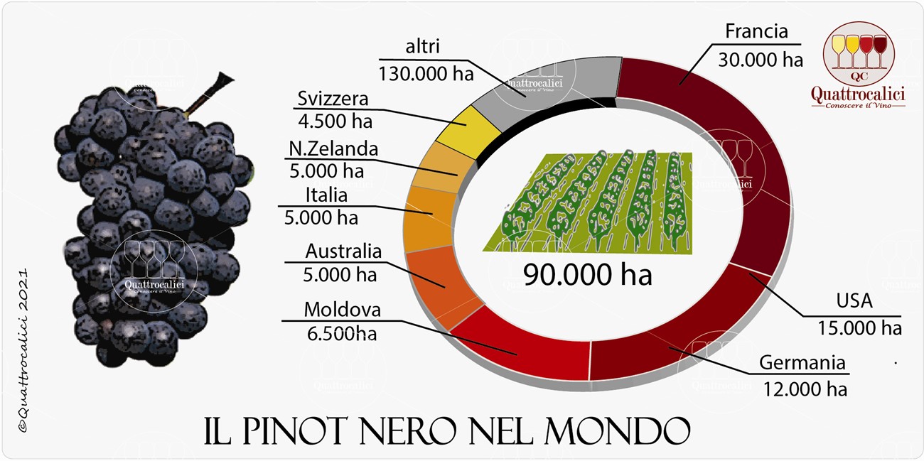 pinot nero nel mondo