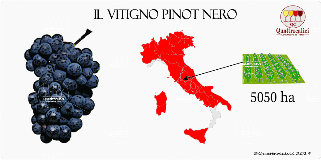 vitigno pinot nero