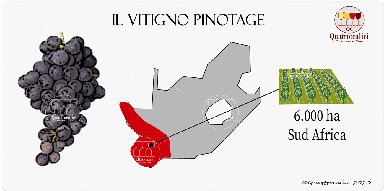 vitigno pinotage
