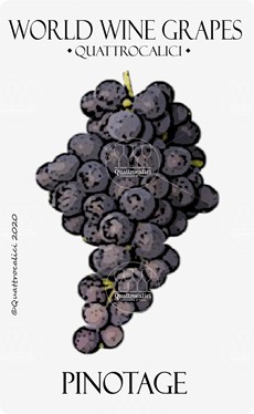 pinotage vitigno