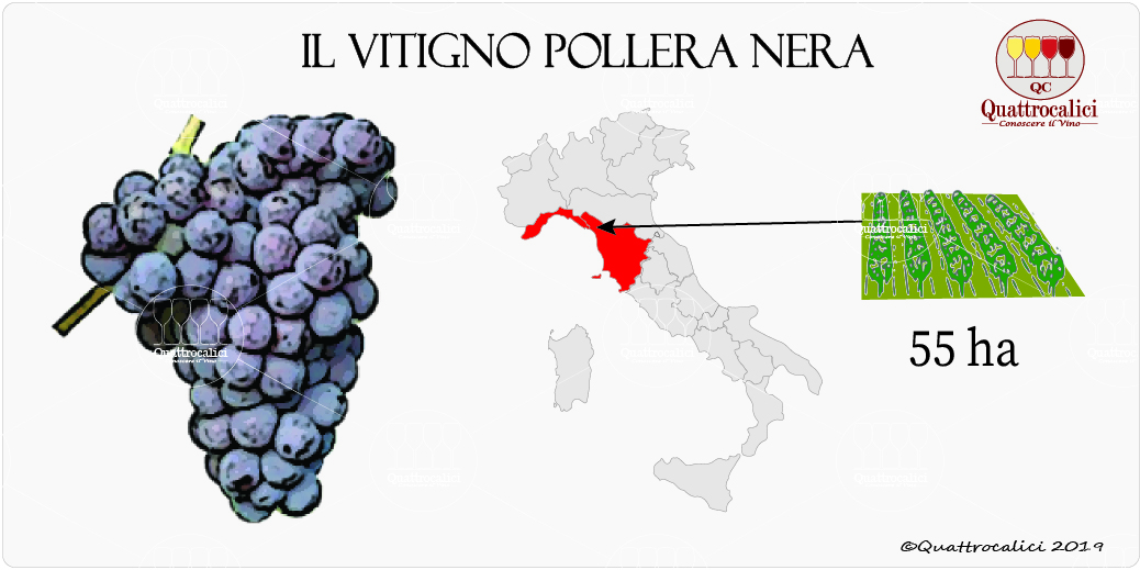 vitigno pollera nera