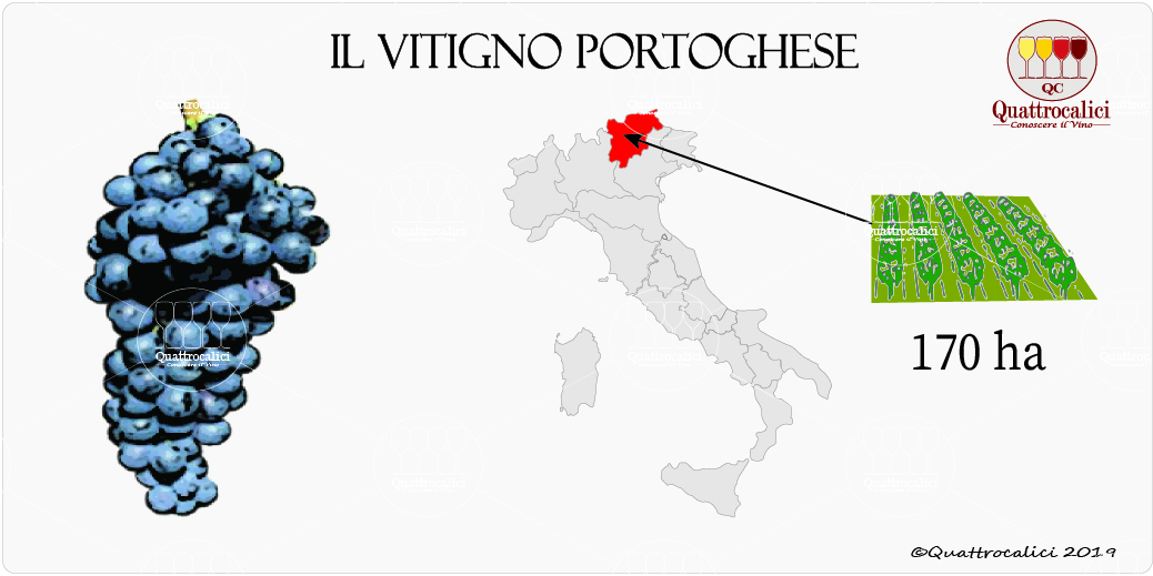 vitigno portoghese