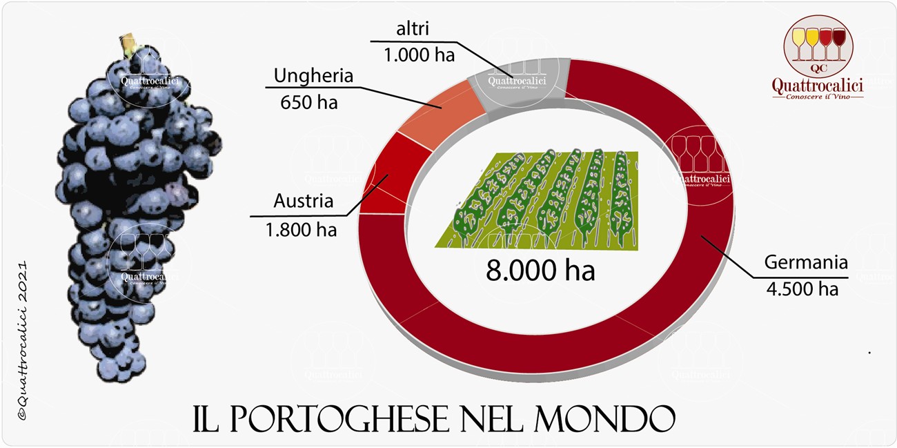 il vitigno portoghese nel mondo