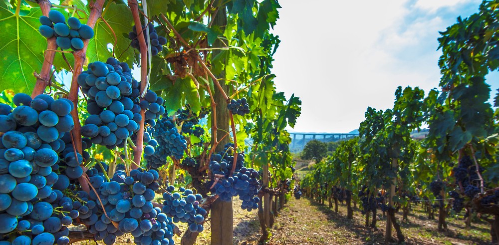 provincia potenza vino