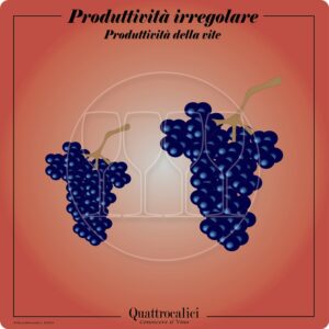 Vitigni dalla produttività irregolare