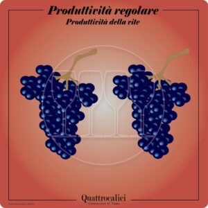 Vitigni dalla produttività regolare