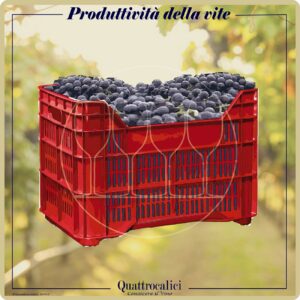 produttività della vite