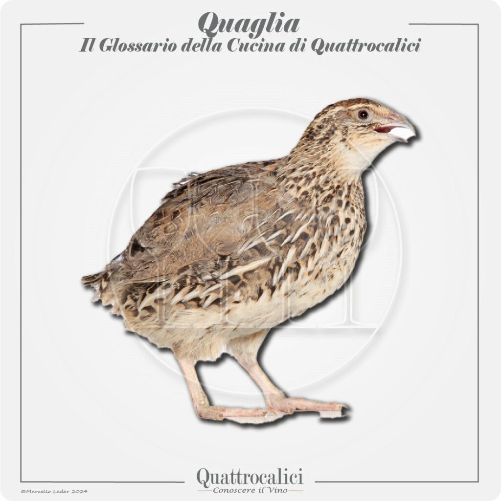 la quaglia in cucina e con il vino