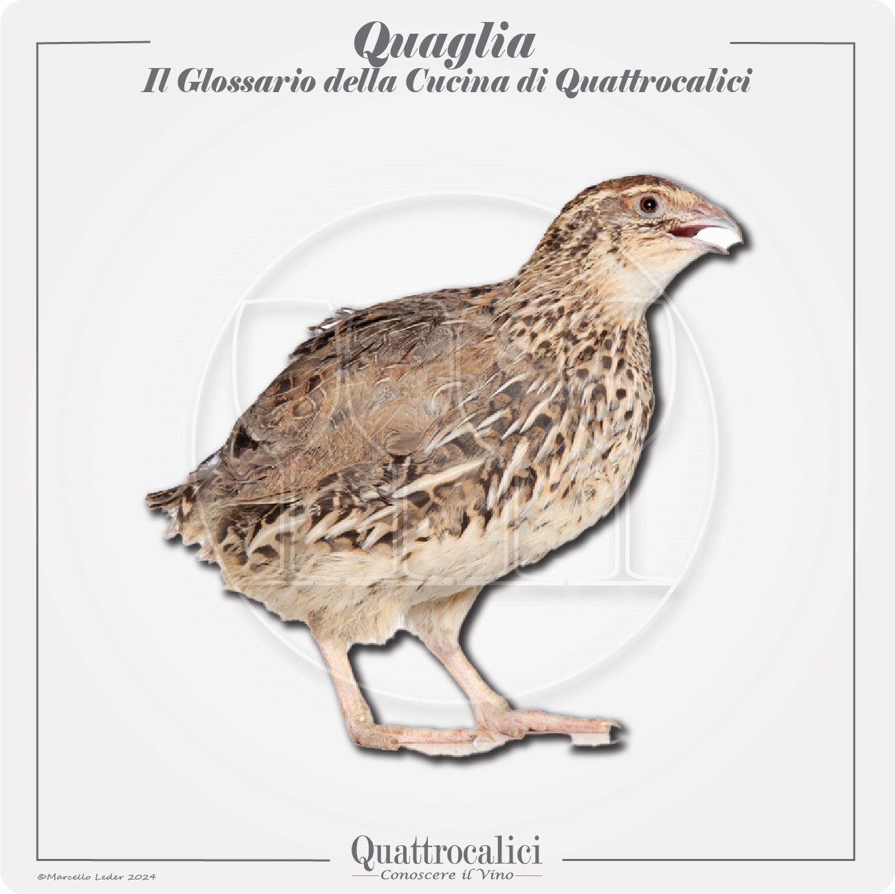 la quaglia in cucina e con il vino