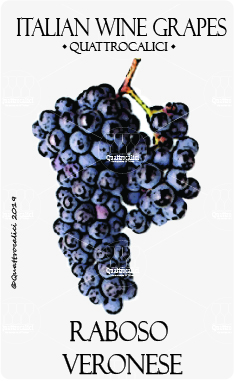 raboso veronese vitigno
