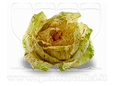 Radicchio Variegato di Castelfranco IGP