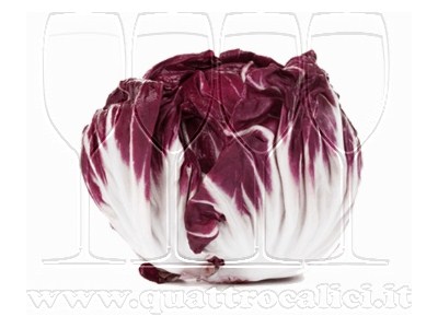 Radicchio di Chioggia IGP