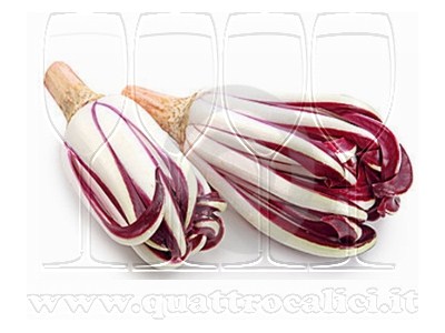 Radicchio Rosso di Treviso IGP