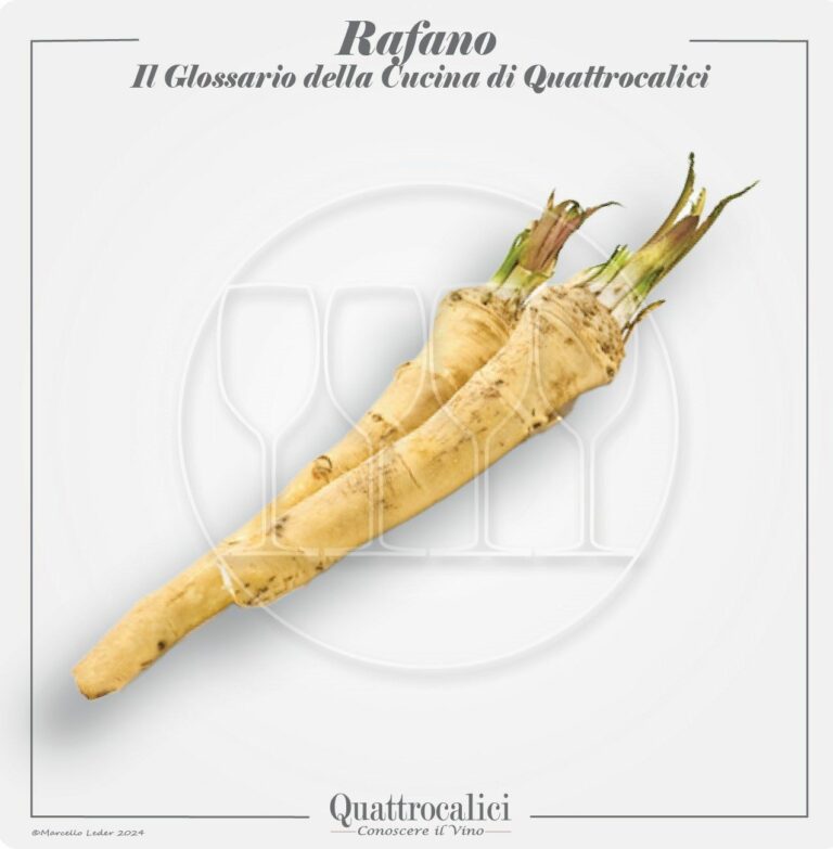 il rafano in cucina e con i vini