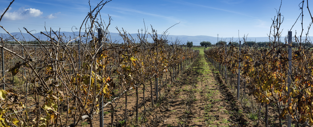 provincia ragusa vino