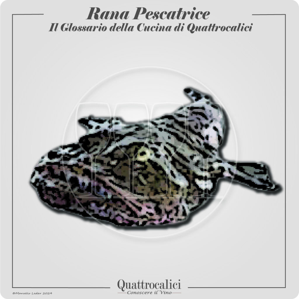 rana pescatrice in cucina e con i vini