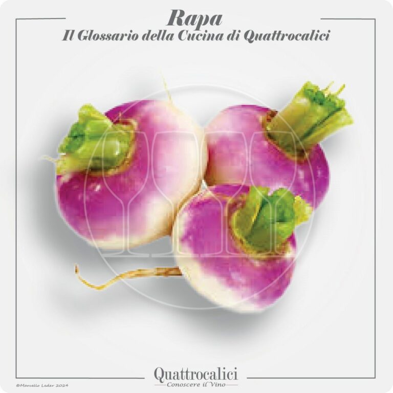 la rapa in cucina e con i vini