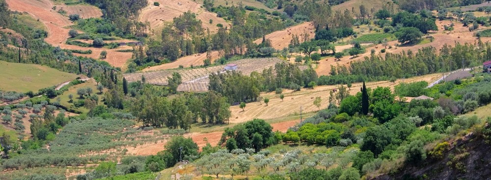 provincia reggio calabria vino