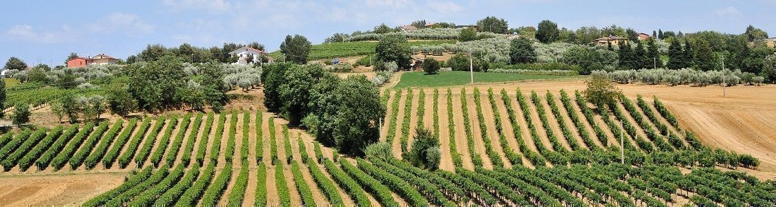 provincia reggio emilia vino