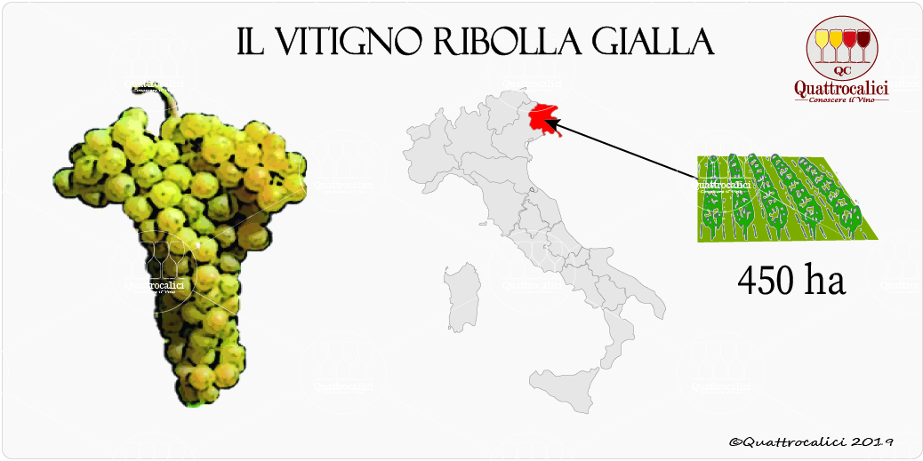 vitigno ribolla gialla